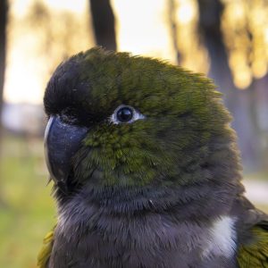 Screenshot Screenshot